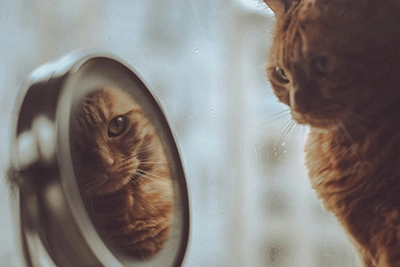 Gato mirándose en un espejo
